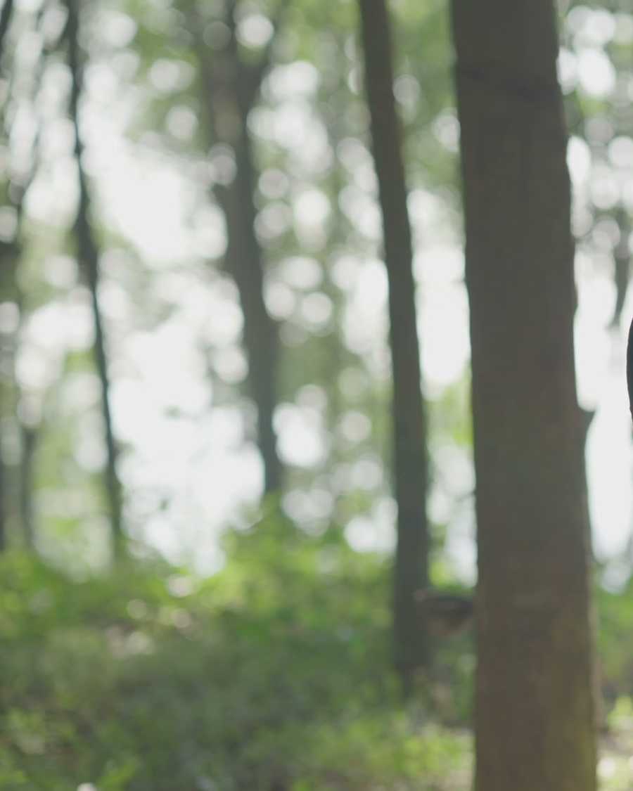 A grower following the filmed method in the field, working a tapped tree the way the training shows it.