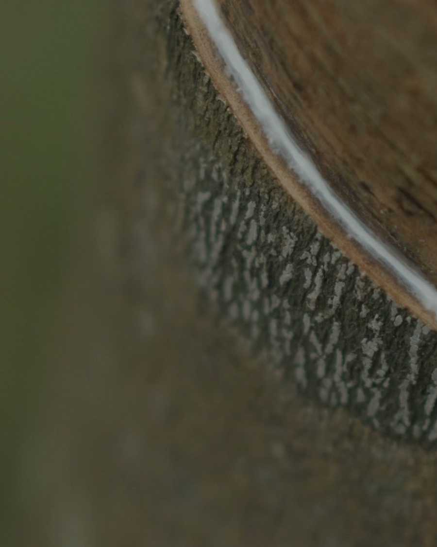 A close look at the exact tapping cut a first-time grower has to get right.